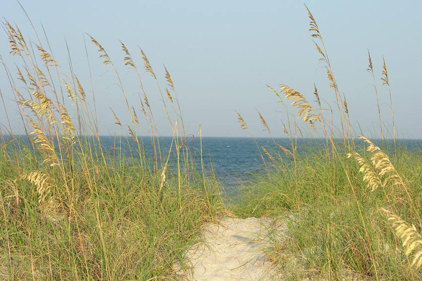The view of a  beach with plants on the sand