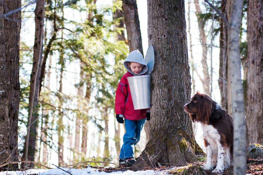 A small child looking at a maple syrup bucket