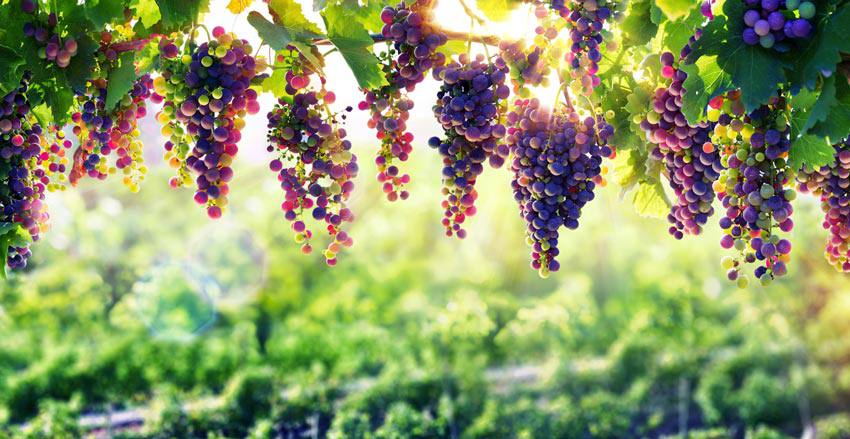 A grapevine in front of the sunlight