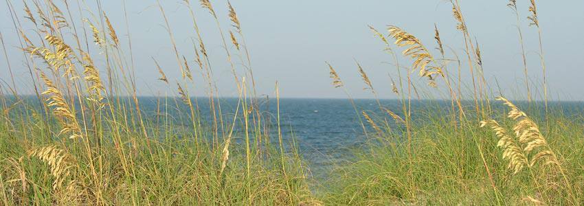 The view of a  beach with plants on the sand